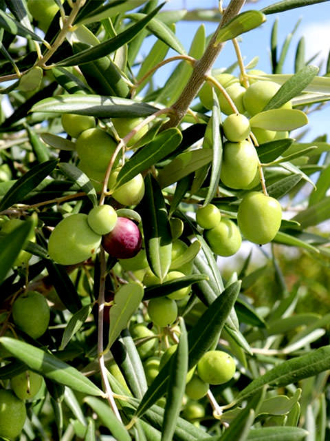 olives-1